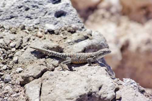 TREKKING NEL DESERTO DI ATACAMA 2015